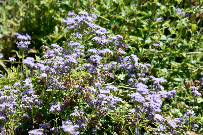 Palmleaf Thoroughwort (Gregg’s Mistflower is relatively rare in the United States where it is found only in western Texas, southern New Mexico to southern Arizona. Conoclinium greggii